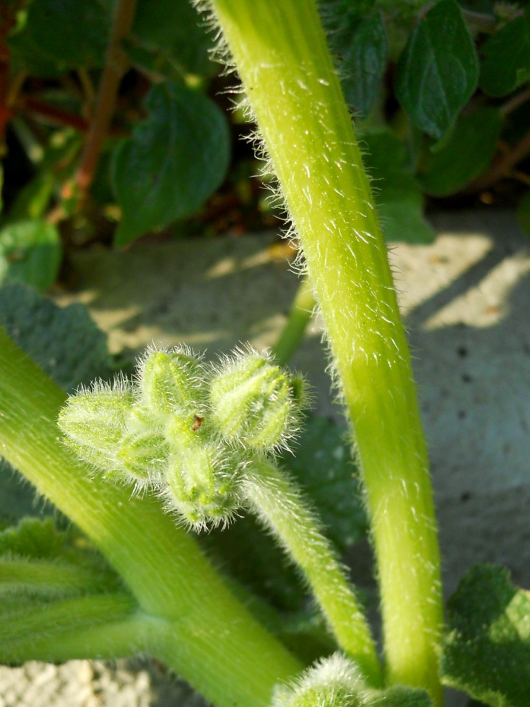 Fiore giallo - Ecballium elaterium